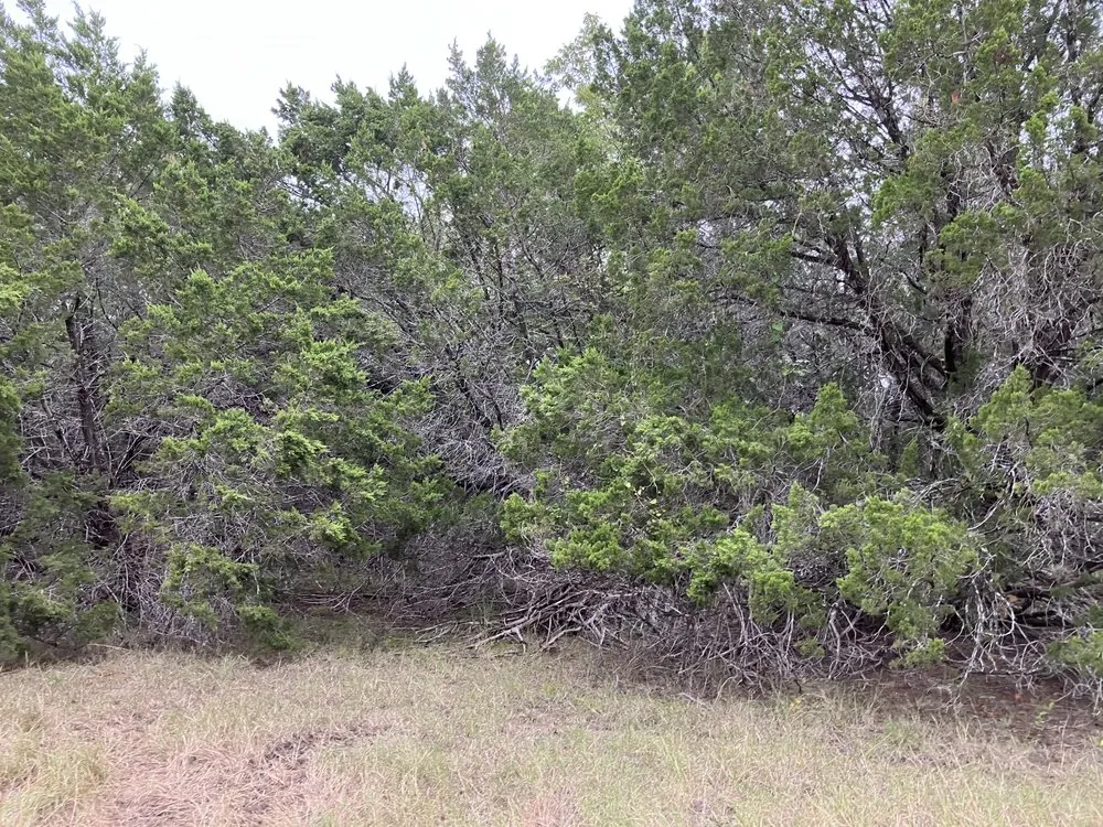 Reliable yard cleanup service in Pipe Creek, TX by Jlvm Landscaping & Tree Service