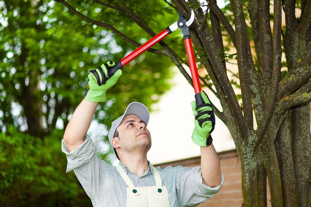 Top-rated landscaping services experts serving Pipe Creek, TX - Jlvm Landscaping & Tree Service