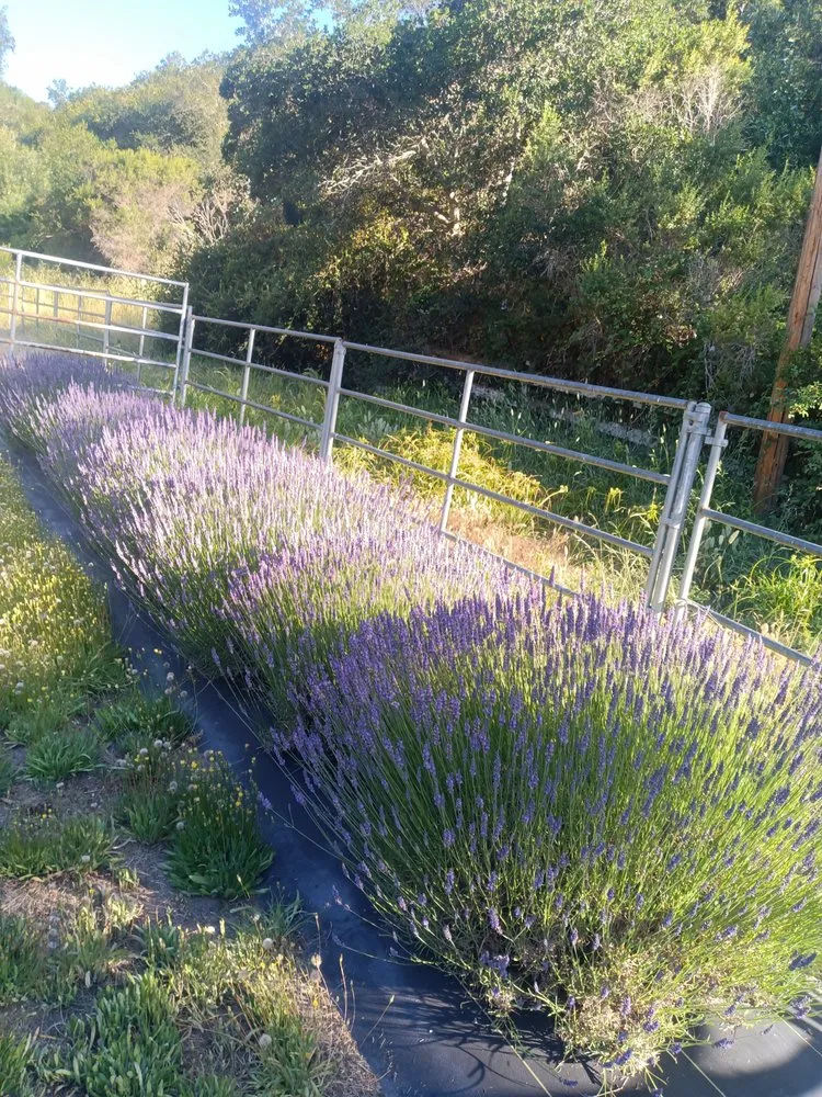 Affordable outdoor landscaping for residential properties across Aptos, CA - JM Gardening