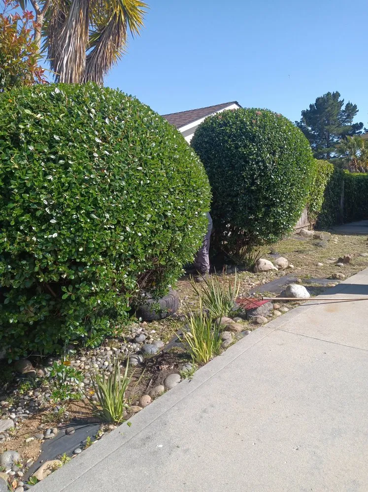 Professional lawn care service for beautiful yards in Aptos, CA by JM Gardening