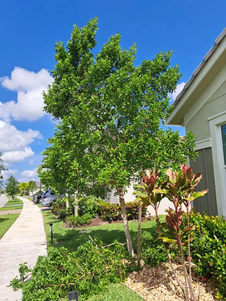 Reliable landscaping services in Palm Springs, FL by JM Génesis Landscaping