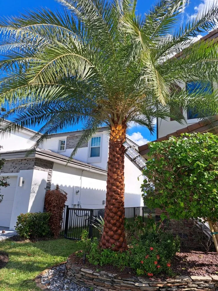 Custom lawn mowing service with custom design across Palm Springs, FL - JM Génesis Landscaping