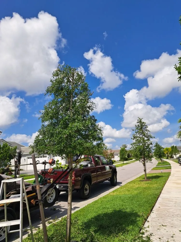 Affordable yard maintenance experts serving Palm Springs, FL - JM Génesis Landscaping