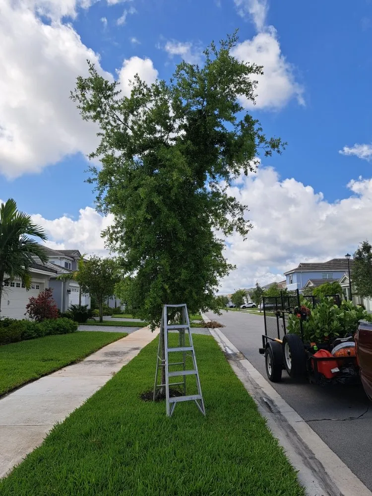 Top-rated yard cleanup service for residential properties across Palm Springs, FL - JM Génesis Landscaping