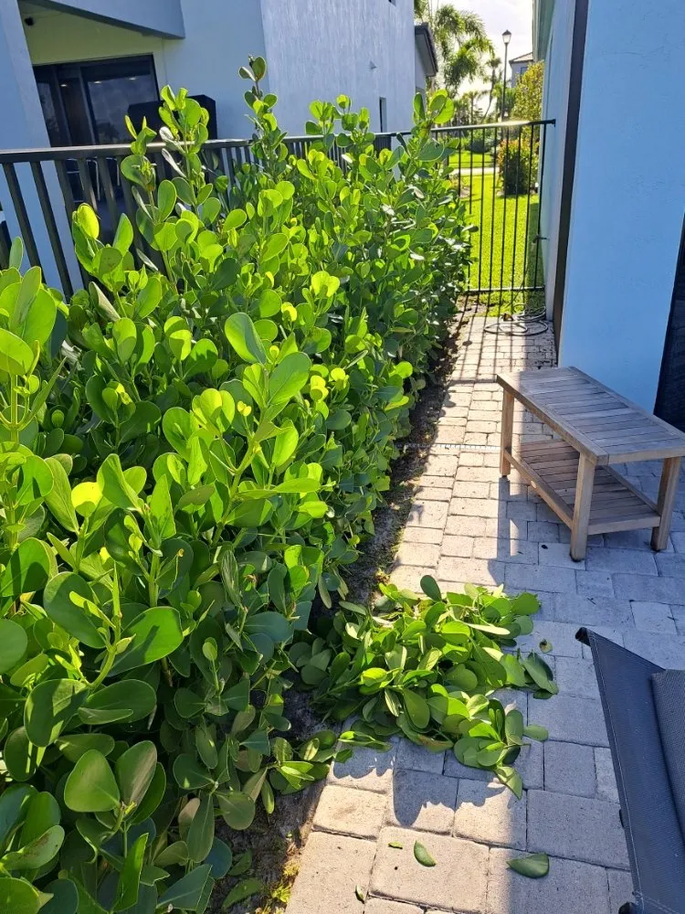 Trusted yard maintenance for homes in Palm Springs, FL by JM Génesis Landscaping