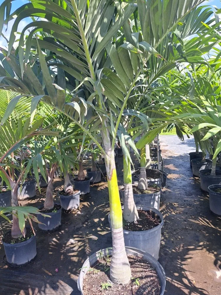 Expert lawn care service in Palm Springs, FL by JM Génesis Landscaping