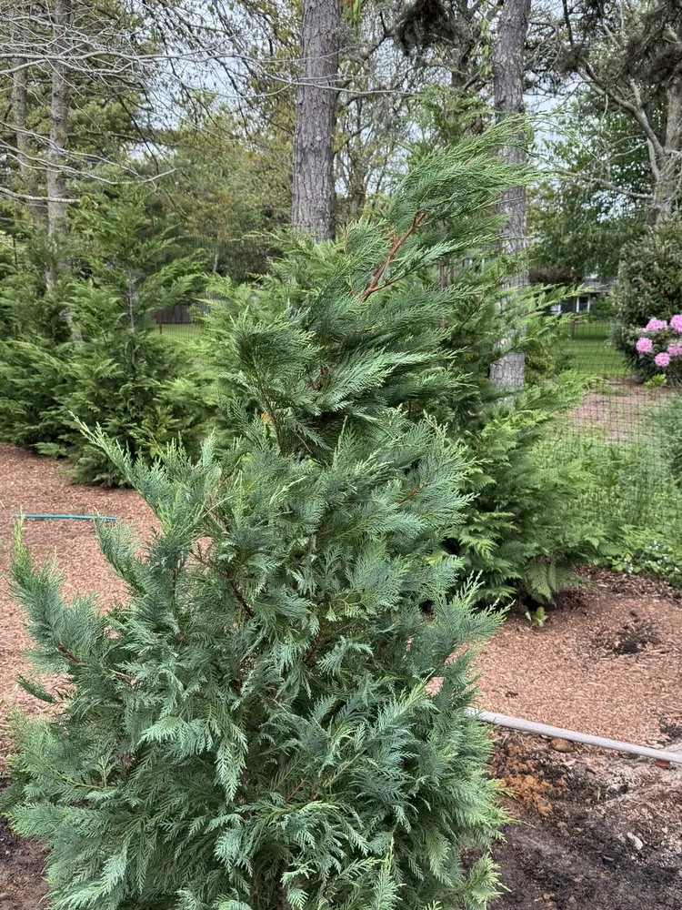 Local landscape installation in Edgartown, MA - Jm Landscape