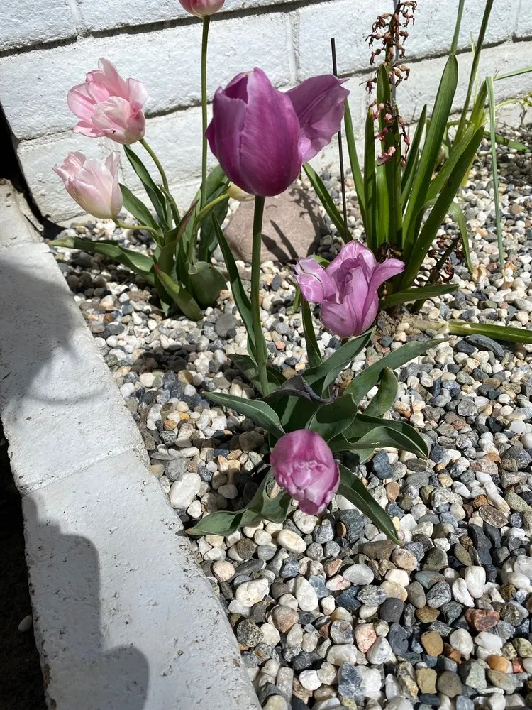 Custom landscape installation in Modesto, CA by JM Landscape