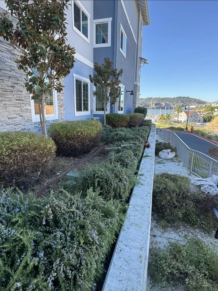 Trusted garden landscaping in San Rafael, CA by JM landscape