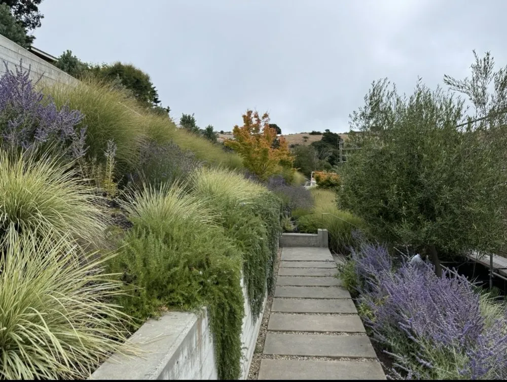 Professional yard cleanup service for homes across San Rafael, CA - JM landscape