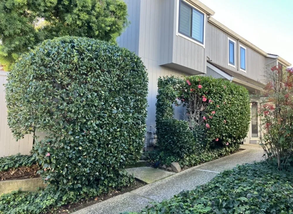 Top-rated outdoor landscaping in San Rafael, CA by JM landscape