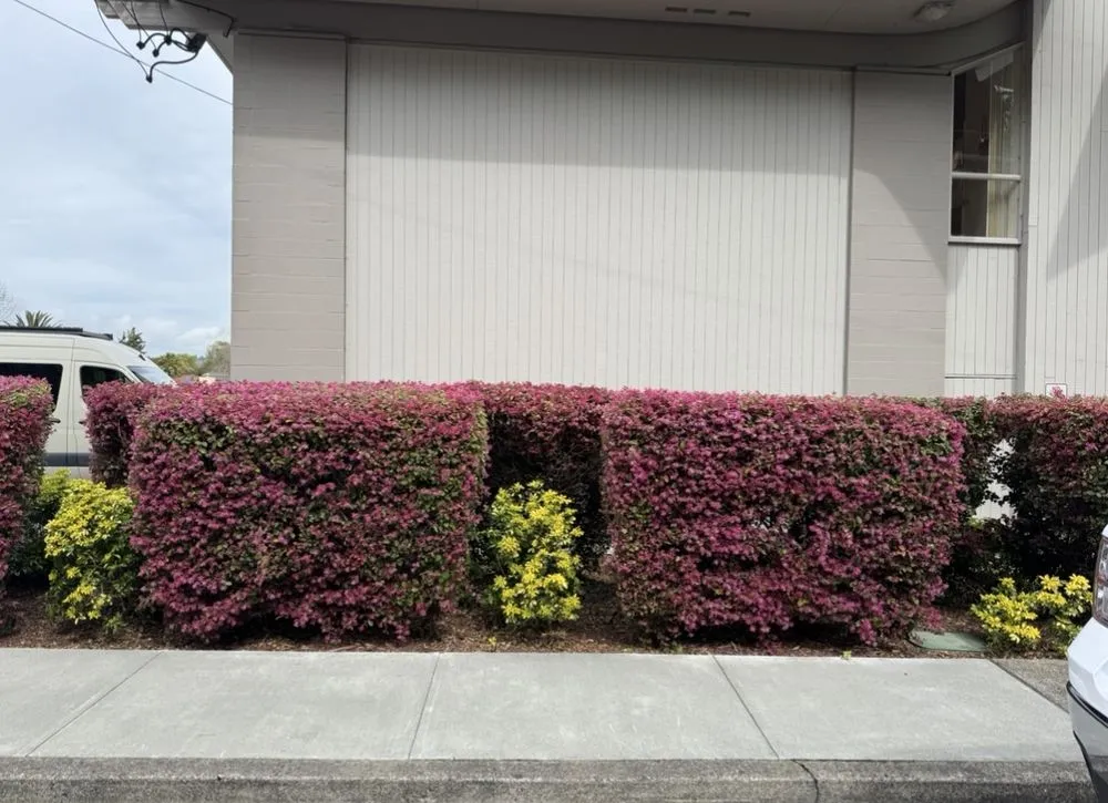 Reliable garden landscaping with custom design across San Rafael, CA - JM landscape