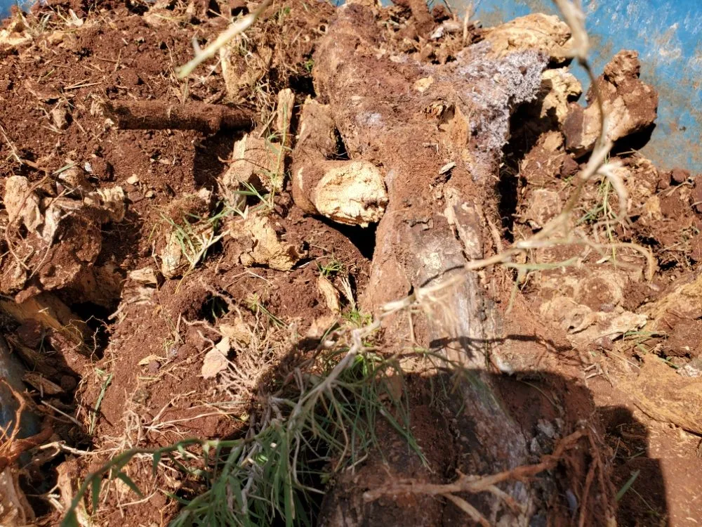 Trusted yard maintenance for beautiful yards across Honolulu, HI - JM Landscaping and Maintenance