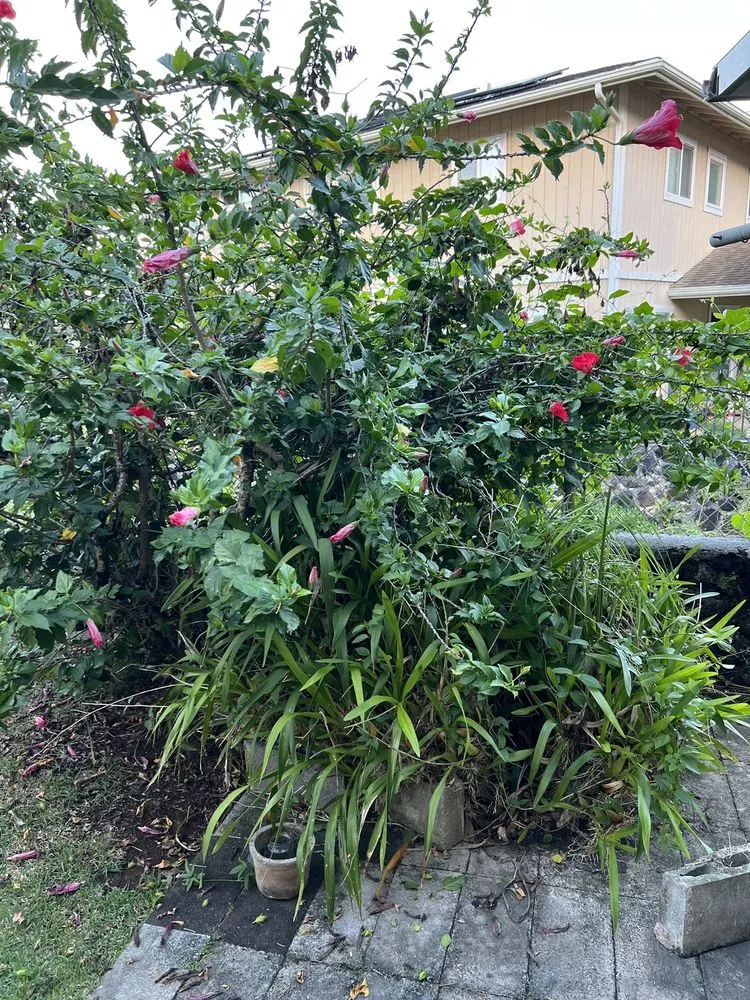 Professional yard cleanup service in Honolulu, HI - JM Landscaping and Maintenance