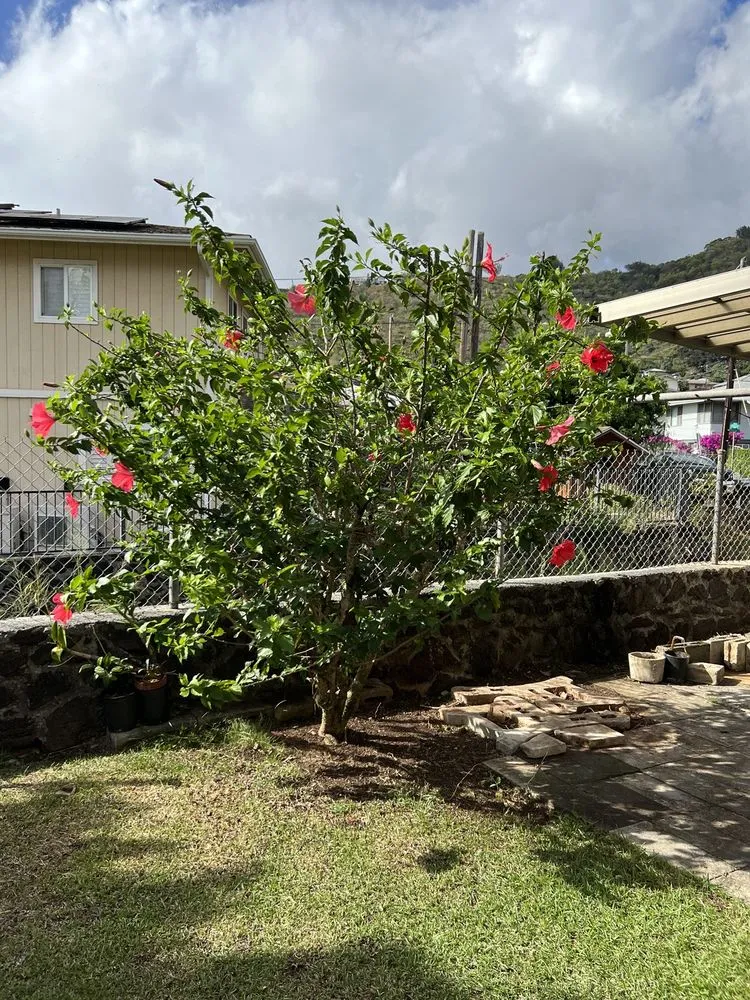 Local landscaping services for residential properties in Honolulu, HI by JM Landscaping and Maintenance