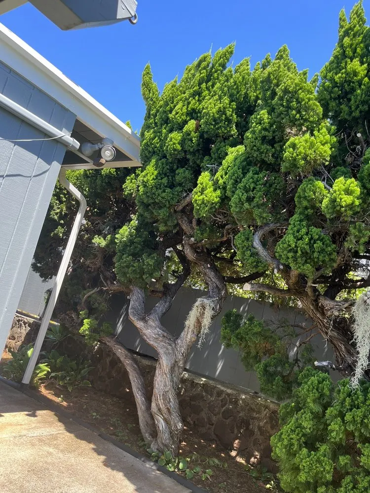 Trusted landscaping services near you in Honolulu, HI by JM Landscaping and Maintenance