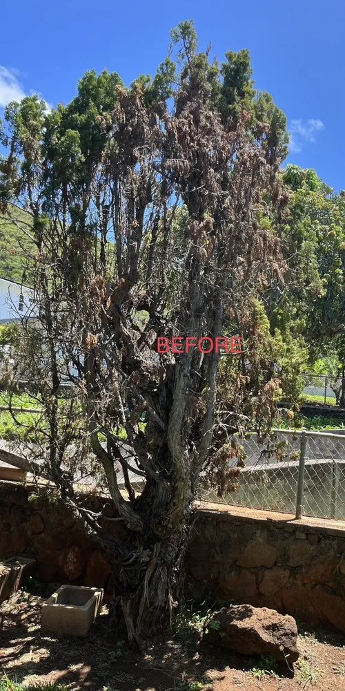 Trusted landscaping services experts serving Honolulu, HI - JM Landscaping and Maintenance