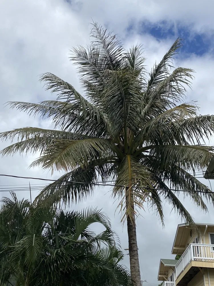 Reliable residential landscaping for homes in Honolulu, HI by JM Landscaping and Maintenance