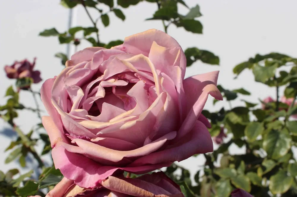 Professional yard cleanup service experts serving Carson, CA - Jm Landscaping