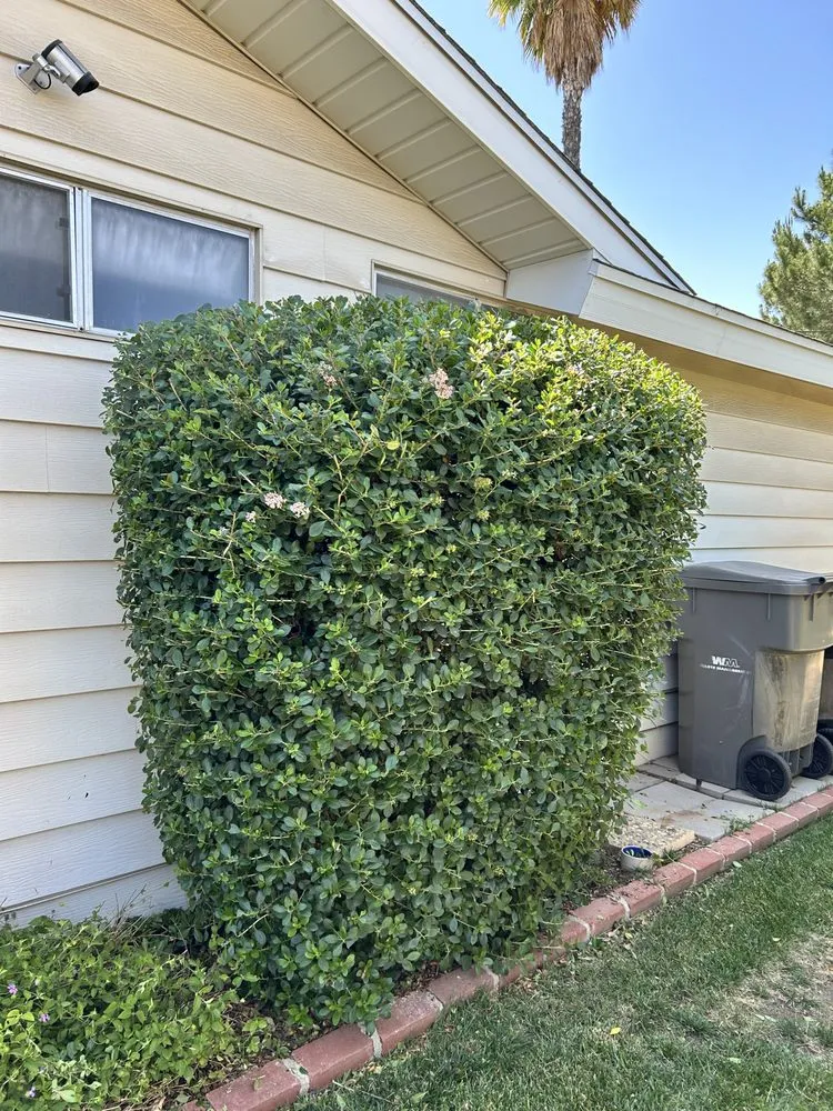 Reliable lawn mowing service for homes in Perris, CA by JM Landscaping