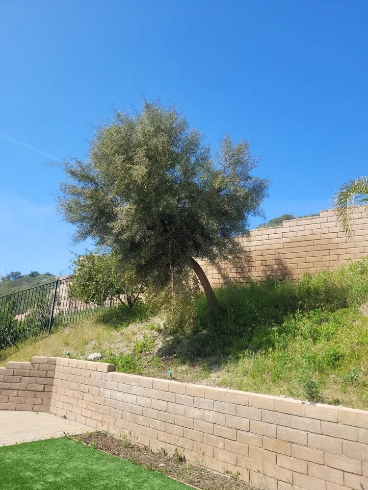 Affordable landscape design for beautiful yards across Perris, CA - JM Landscaping