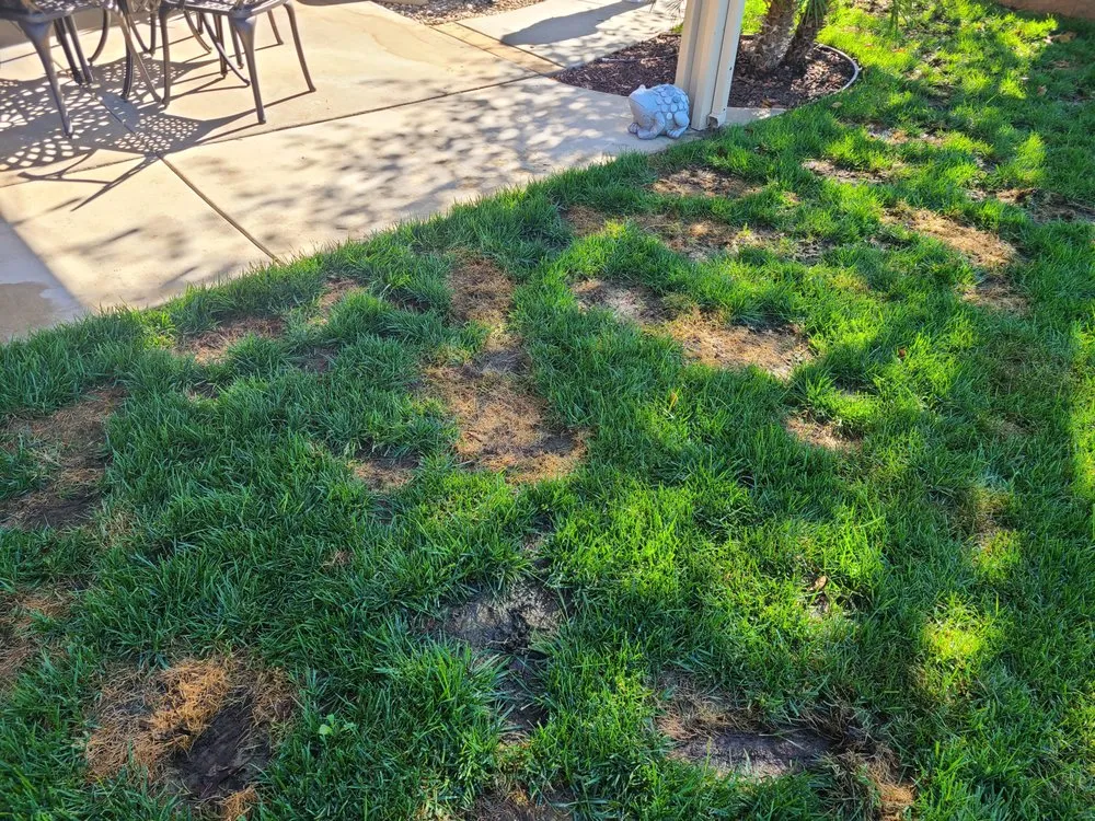 Trusted landscape design for year-round maintenance in Temecula, CA by J&M Landscaping