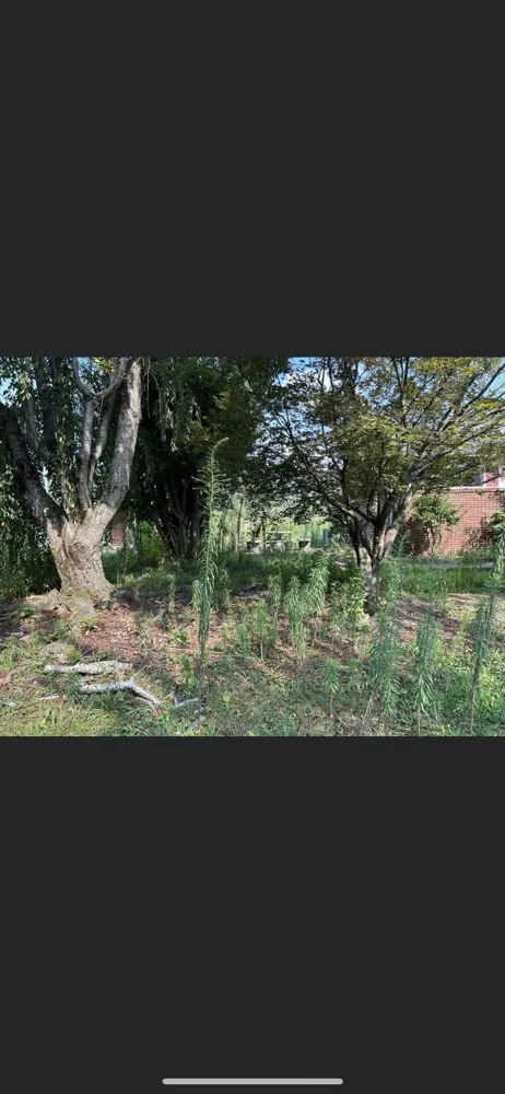 Top-rated residential landscaping in Athens, TN by J&M Lawn Care Cleaning Service