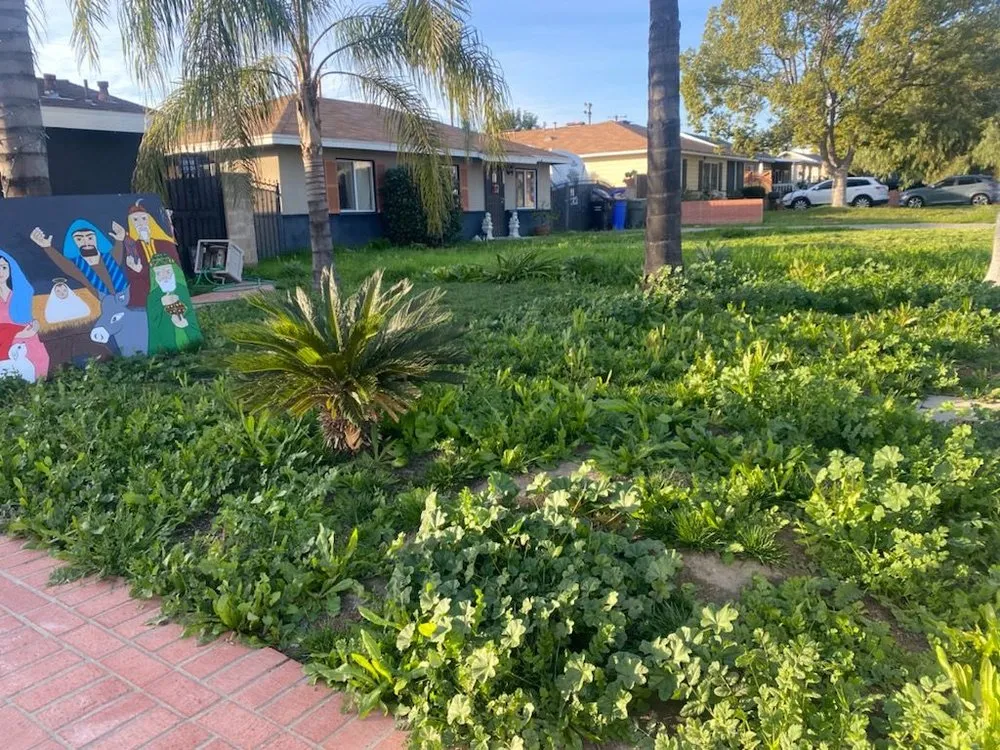 Custom yard maintenance near you in Rancho Cucamonga, CA by JM Lawn Care