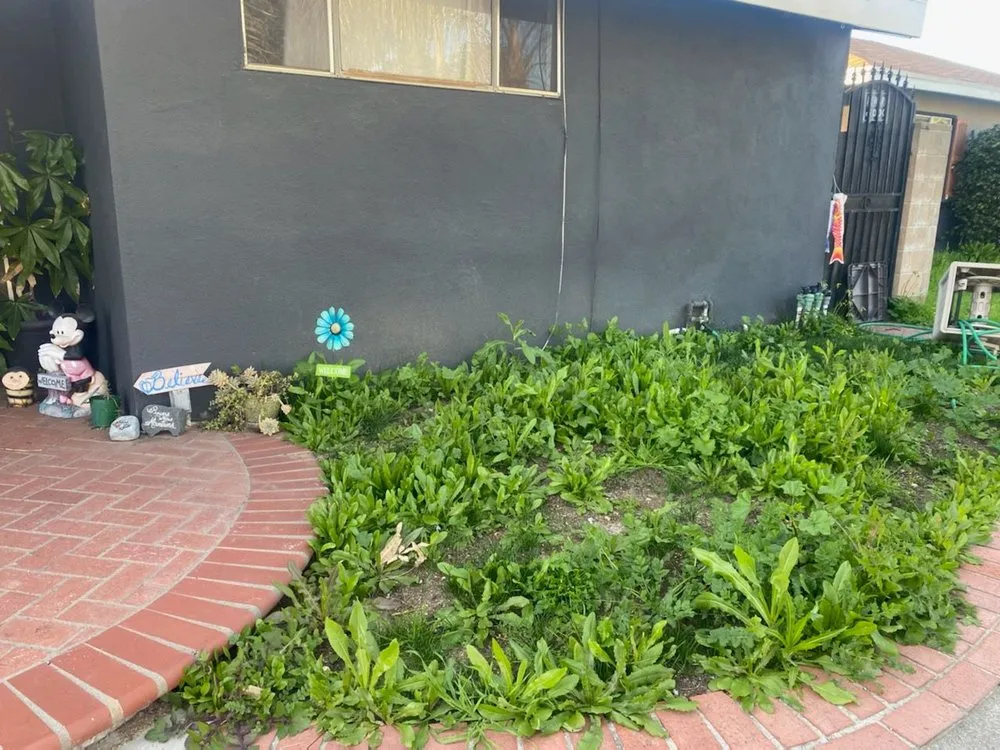 Local lawn care service experts serving Rancho Cucamonga, CA - JM Lawn Care