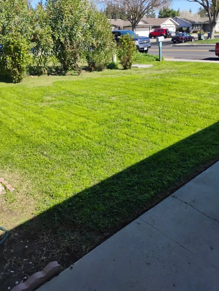 Professional yard cleanup service in Winton, CA by J.M Lawn Care
