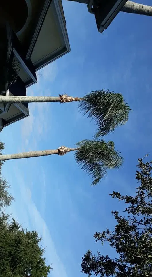 Top-rated outdoor landscaping for homes in Haines City, FL by JM lawn service