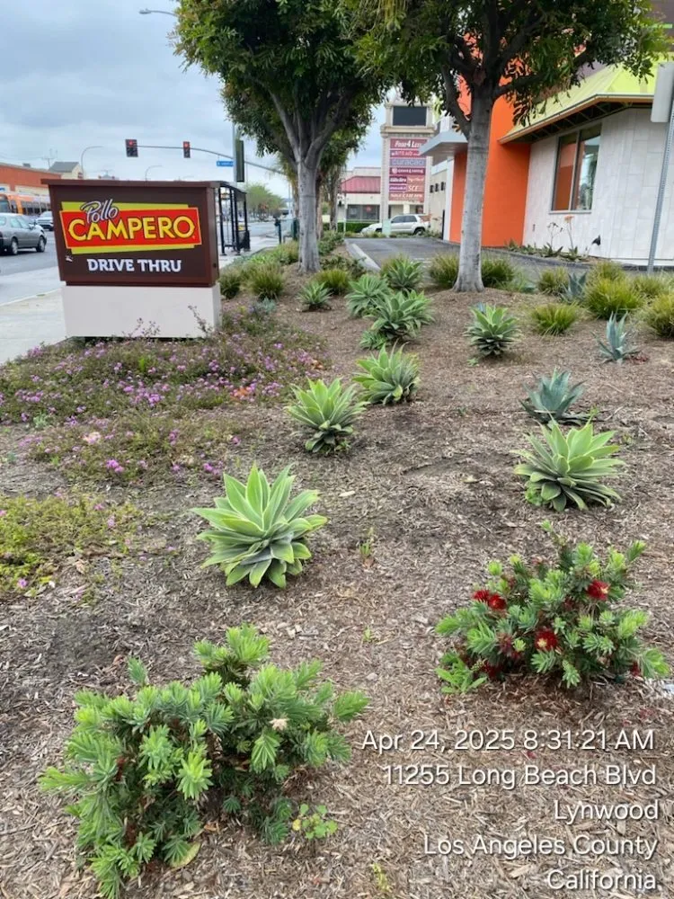 Reliable yard maintenance in Inglewood, CA - J&M lawncare Landscape Service