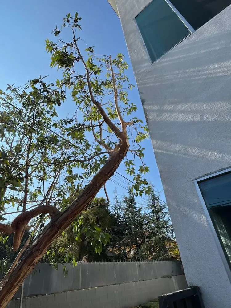 Expert landscaping services for homes across Inglewood, CA - J&M lawncare Landscape Service