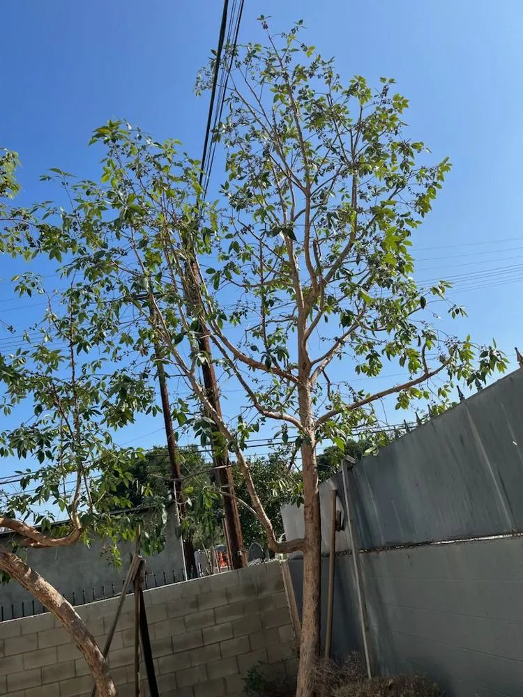 Trusted landscape design in Inglewood, CA by J&M lawncare Landscape Service