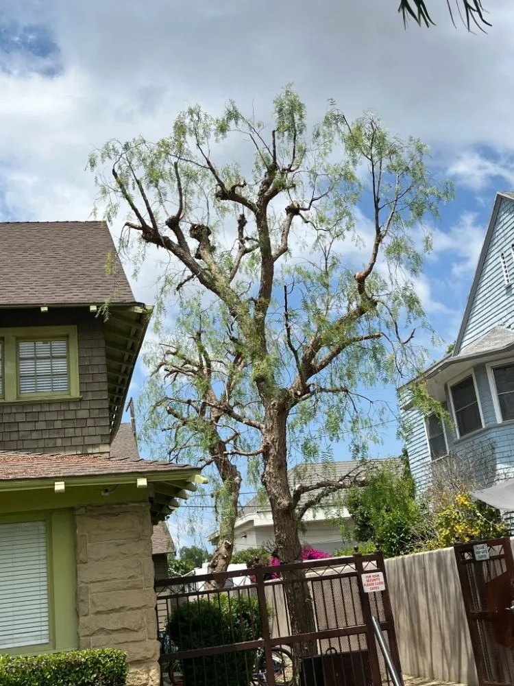 Local lawn care service in Taft, CA - JM Lawncare Service