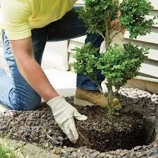 Trusted landscape design for beautiful yards in Chula Vista, CA by JM Lawns & Landscaping Services