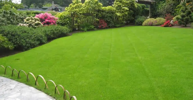 Reliable yard cleanup service in Chula Vista, CA - JM Lawns & Landscaping Services