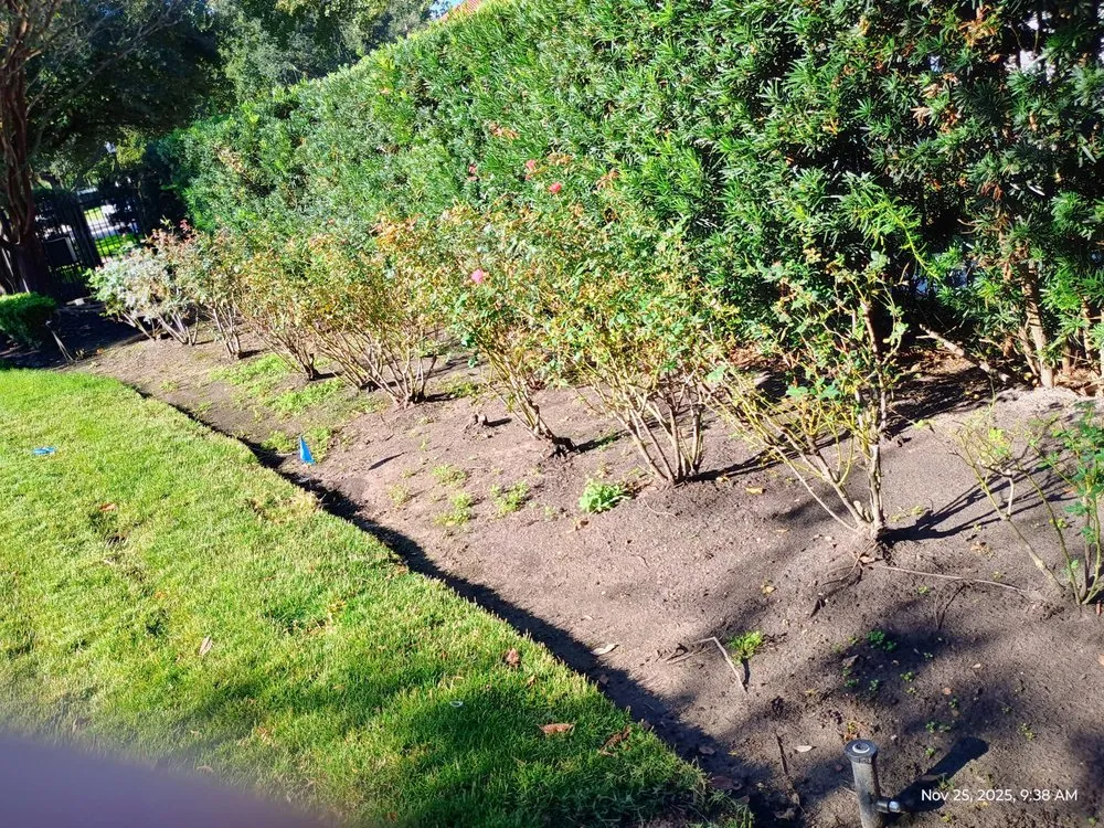 Affordable yard cleanup service experts serving Pearland, TX - Jm Perez Landscaping