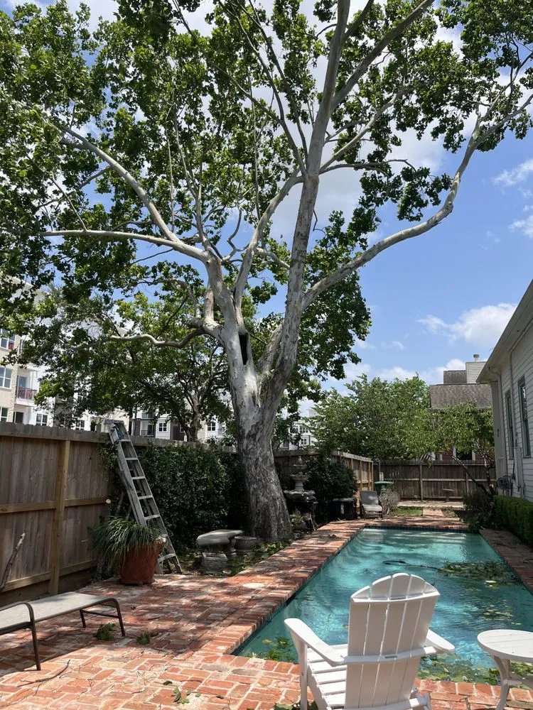 Top-rated lawn care service in Stafford, TX by JM TREE AND LAWN SERVICE