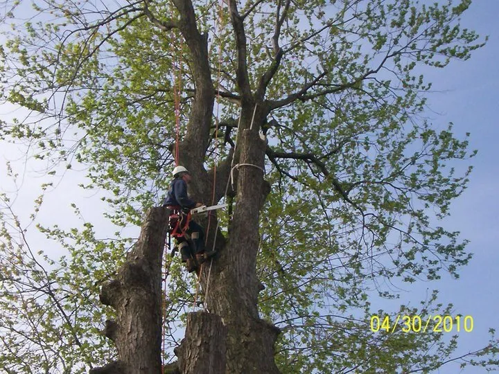 Trusted landscaping services experts serving Flint, MI - J&M Tree Service