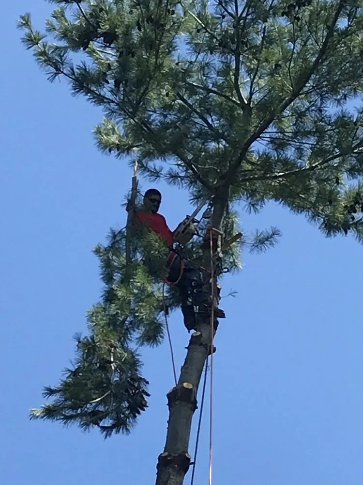 Top-rated garden landscaping in Fredericksburg, VA by J&M Tree Services