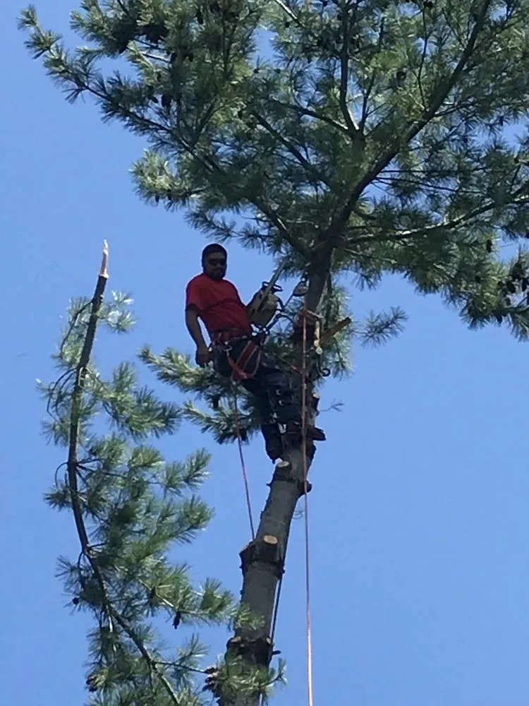 Local landscape installation for outdoor upgrades in Fredericksburg, VA by J&M Tree Services