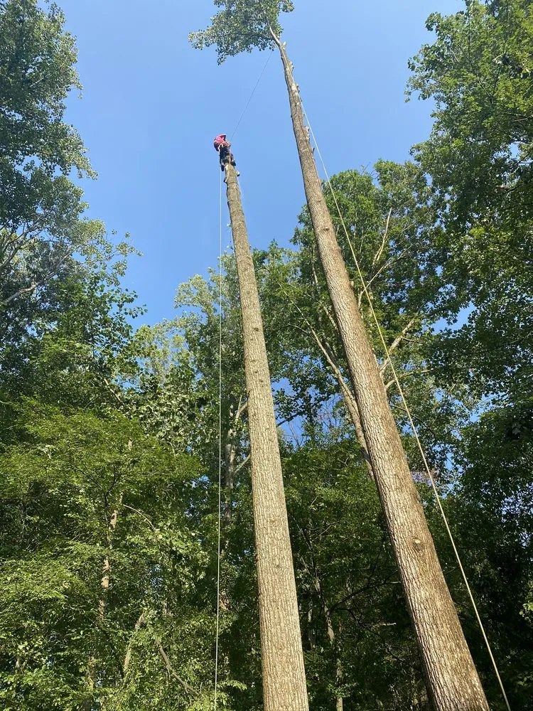 Affordable landscape installation for beautiful yards across Fredericksburg, VA - J&M Tree Services