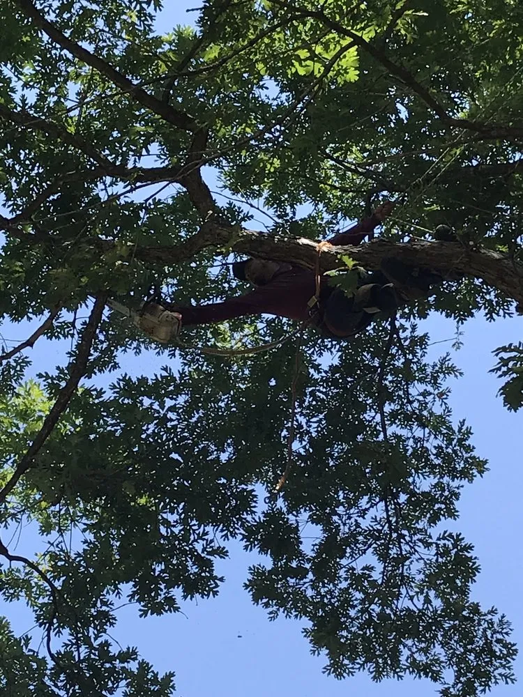 Expert landscape installation for year-round maintenance across Fredericksburg, VA - J&M Tree Services