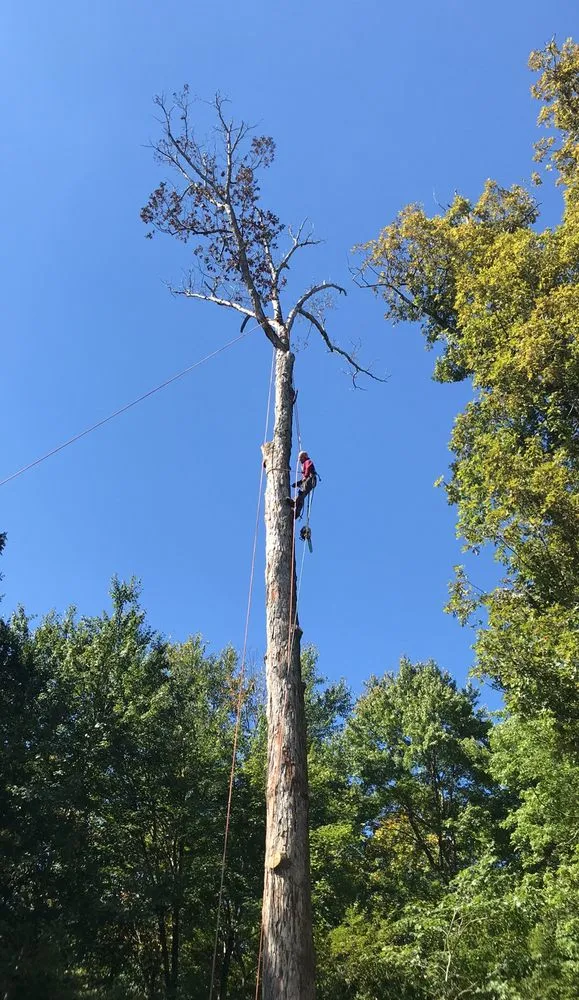 Top-rated yard cleanup service in Fredericksburg, VA by J&M Tree Services