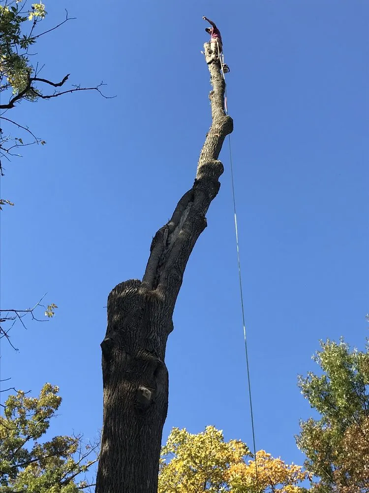 Trusted landscape installation for outdoor upgrades in Fredericksburg, VA by J&M Tree Services