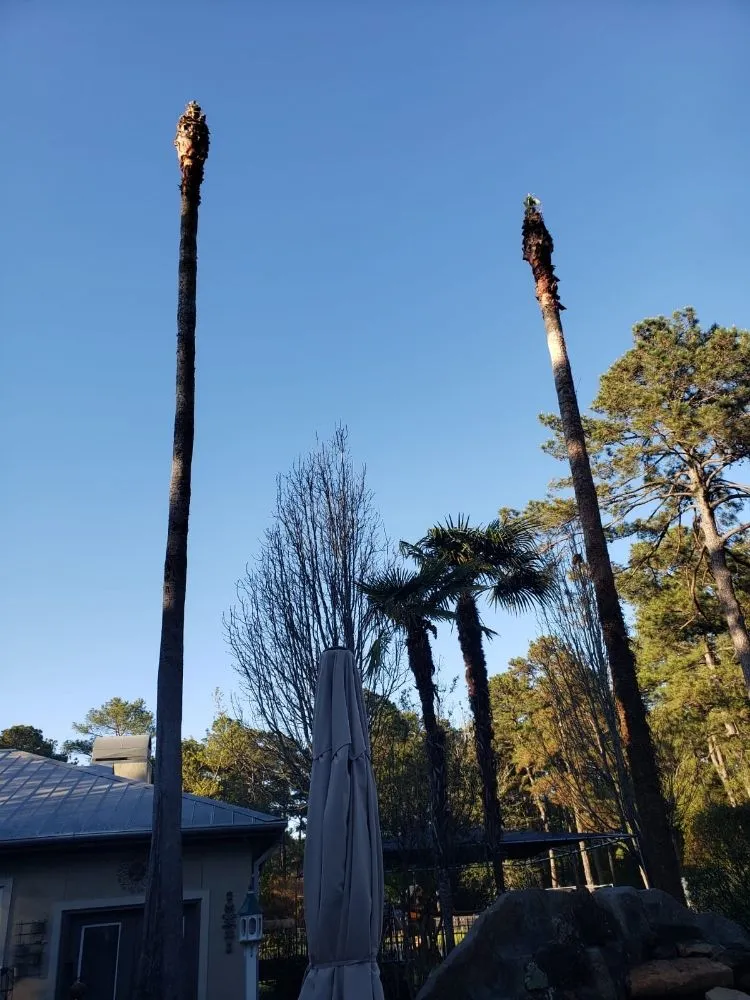 Expert landscape installation in Katy, TX - JM Tree Services