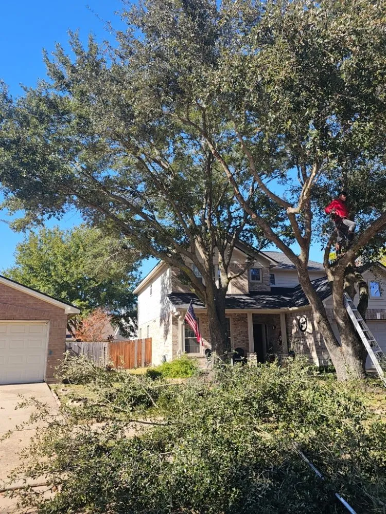 Professional landscaping services for outdoor upgrades in Katy, TX by JM Tree Services