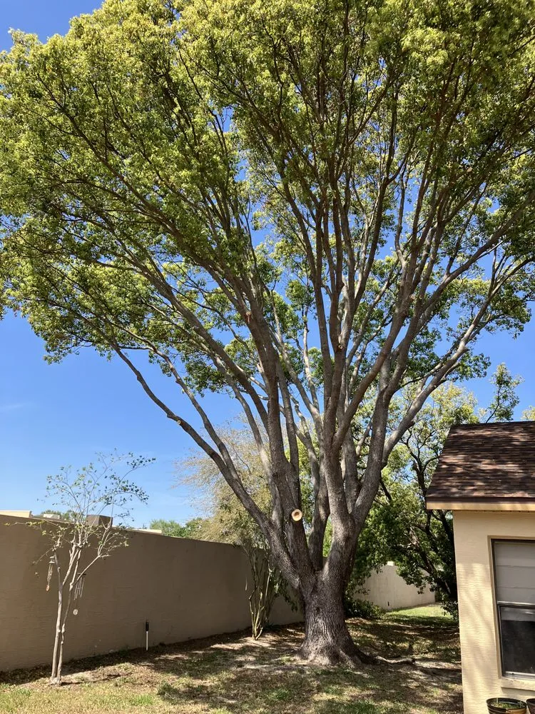 Affordable outdoor landscaping experts serving Hudson, FL - JM Trees and Hauling