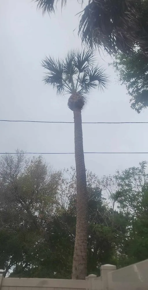 Custom outdoor landscaping for homes in Hudson, FL by JM Trees and Hauling